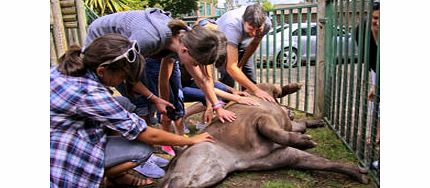 2 for 1 Tickle a Tapir! Special Offer