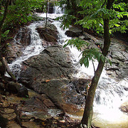 A Glimpse of the Rainforest - Private Tour - Child