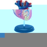 Puzzle Heart Anatomy Model