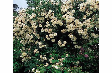 Adelaide dOrlans - Climbing Rose