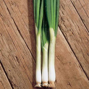 alan titchmarsh Onion Ramrod Seeds