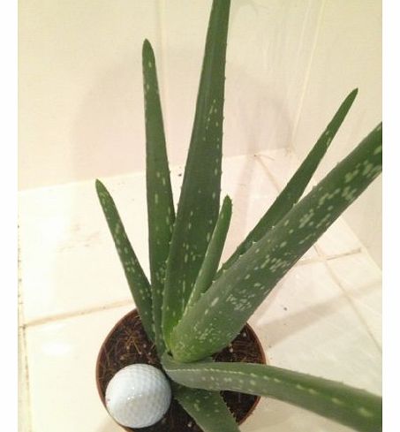 Aloe Vera House Indoor plant NATURAL MEDICINAL HEALING - (25cm)