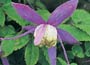 Alpine Clematis