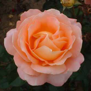 Sunset Hybrid Tea Rose (pre-order now)