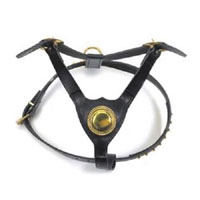 Bull Terrier Harness Black