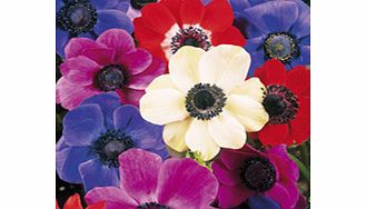 Anemone Bulbs - de Caen Mix