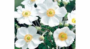 Anemone Plant - Honorine Jobert