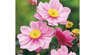 Anemone Plant - Serenade