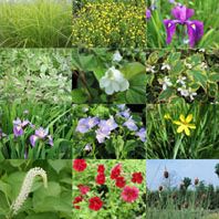 Anglo Aquatic Ornamental Marginal Plants Pack of 6 (9cm Pots)