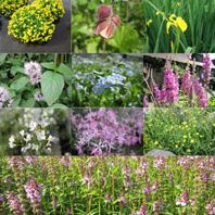 Anglo Aquatic Wildlife Marginal Plants Pack of 6 (9cm Pots)