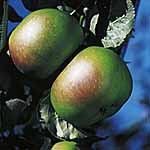 Apple Bramley (Clone 20) 479335.htm