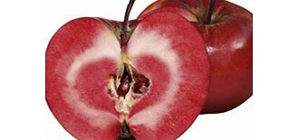 APPLE Tree - Redlove