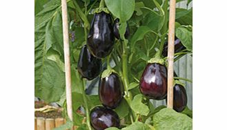 aubergine Bonica F1 seeds