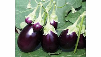 aubergine Ophelia F1 Seeds