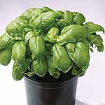 basil Gecofure Seeds 436057.htm