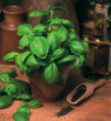 Basil Sweet Genovese Seeds