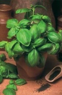 Basil Sweet Genovese x 650 seeds