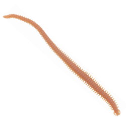 Gulp Ragworm 6inch