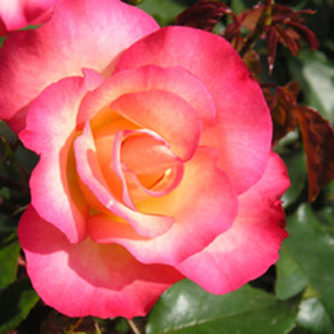 Birthday Girl Floribunda Rose (pre-order now)