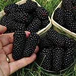 Blackberry Black Butte