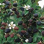 Blackberry Loch Ness 441490.htm