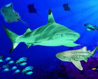 blackpool SEA LIFE Centre Adult - Group Ticket