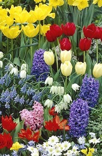 Blooming Direct 100 Spring Flowering Bulbs