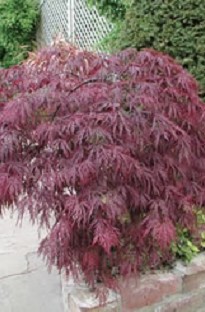 Blooming Direct Acer Palmatum Atropurpureum Japanese Maple x 5 plants