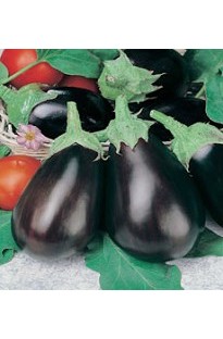 Aubergine Black Beauty x 150 seeds