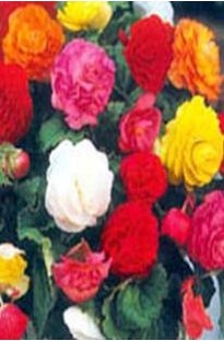 Begonia Mixed x 10 grade 1 tubers