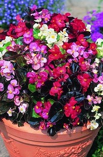 Begonia Organdy Mixed x 50 Plants + 16 FREE