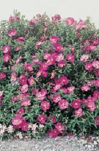 Blooming Direct Cistus Purpureus x 5 plants