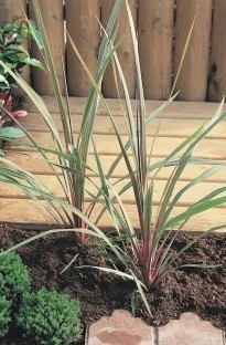 Blooming Direct Cordyline Sundance