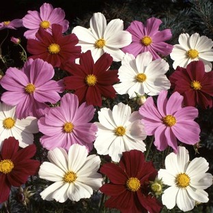 Cosmos Gazebo Mixed x 50 seeds