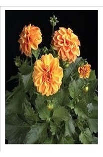 Blooming Direct Dahlia Orange Crush x 5 young plants