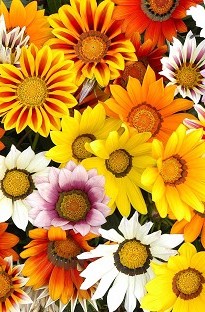 Blooming Direct Gazania Daybreak Mixed 50 plants   16 FREE