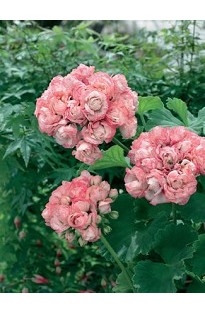 Geranium Appleblossom x 5 plants