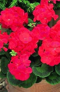 Geranium F1 Red x 50 plants + 16 FREE