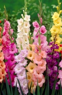 Gladioli Mixed x 10 summer flowering bulbs