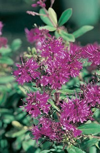 Blooming Direct Hebe Shrubby Veronica Wiri Charm x 5 plants