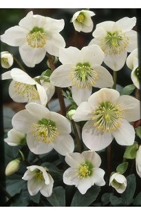 Blooming Direct Hellebore Niger Christmas Rose x 3