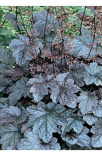 Blooming Direct Heuchera Ring of Fire x 5 plants