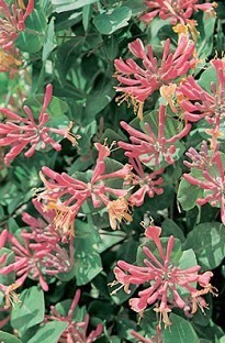 Blooming Direct Honeysuckle Serotina x 5 plants