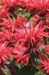 Blooming Direct Monarda didyma (Bergamot) Earl Grey x 5 young plants