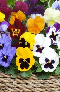 Pansy Matrix Blooming Direct x 50 plug plants + 16 Free