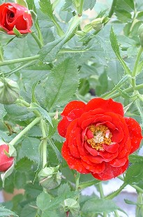 Blooming Direct Patio Rose Peter Pan x 5 plants