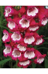 Blooming Direct Pensham Penstemon Amelia Jane x 5 young plants