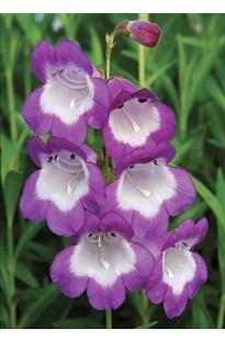 Blooming Direct Pensham Penstemon Czar x 5 plants