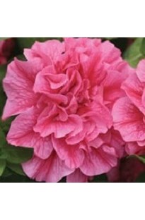 Blooming Direct Petunia Tumbelina Clara x 5 plants