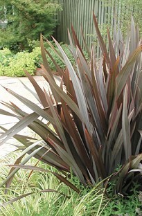 Blooming Direct Phormium (New Zealand Flax) Purpurea x 5 plants